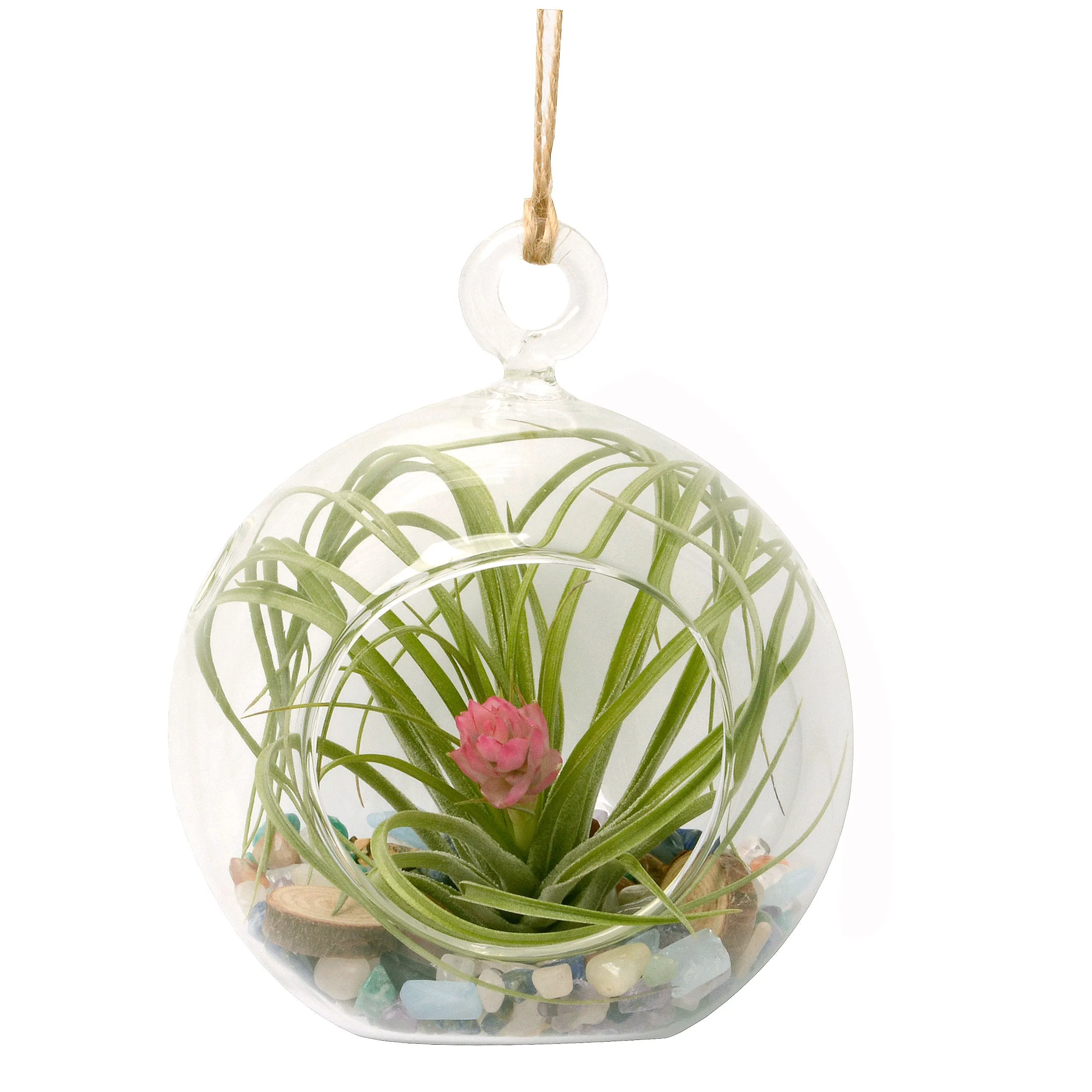 4 Rainbow Gemstone Bubble Terrarium with Blooming Air Plant