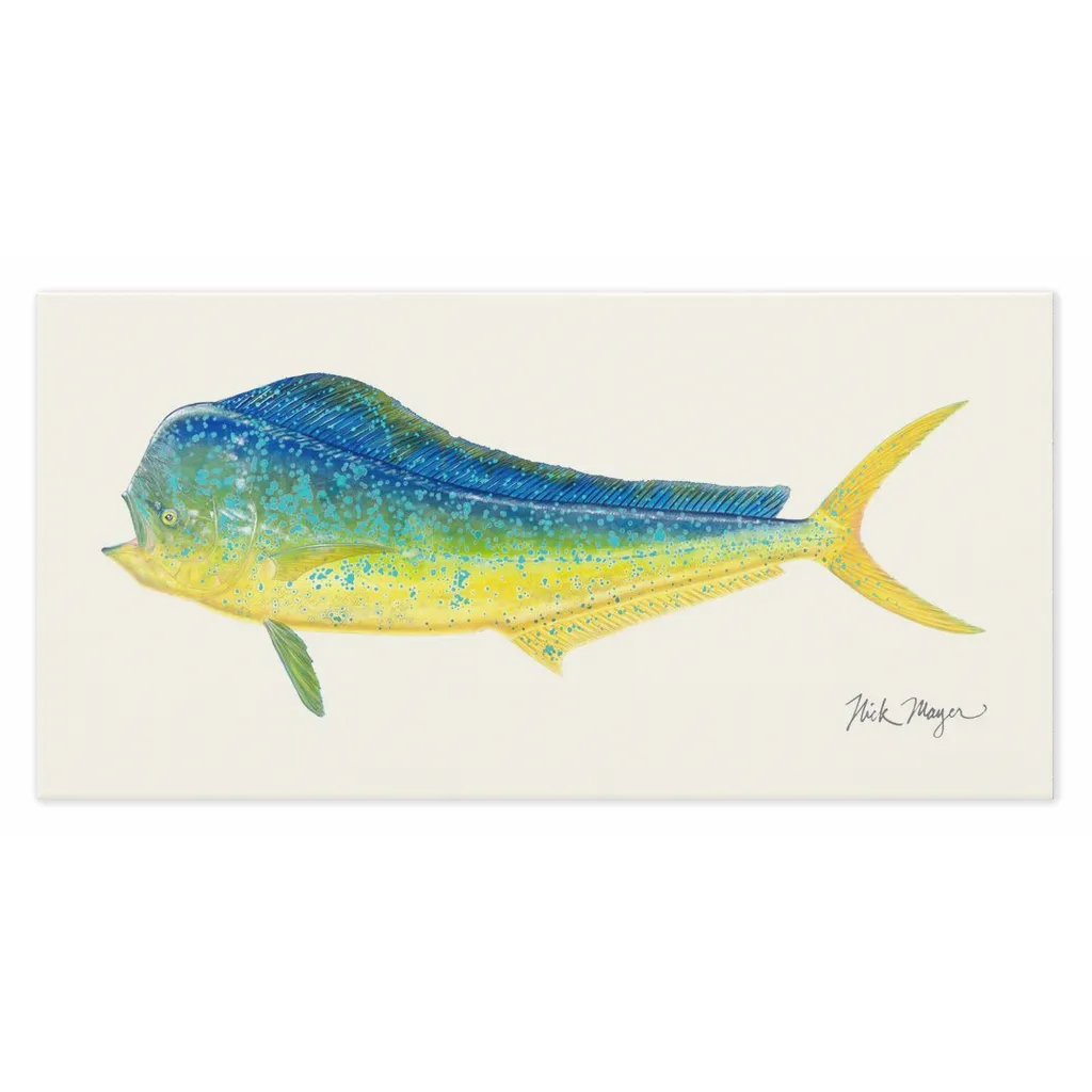 Bull Dorado/ Mahi Canvas Print