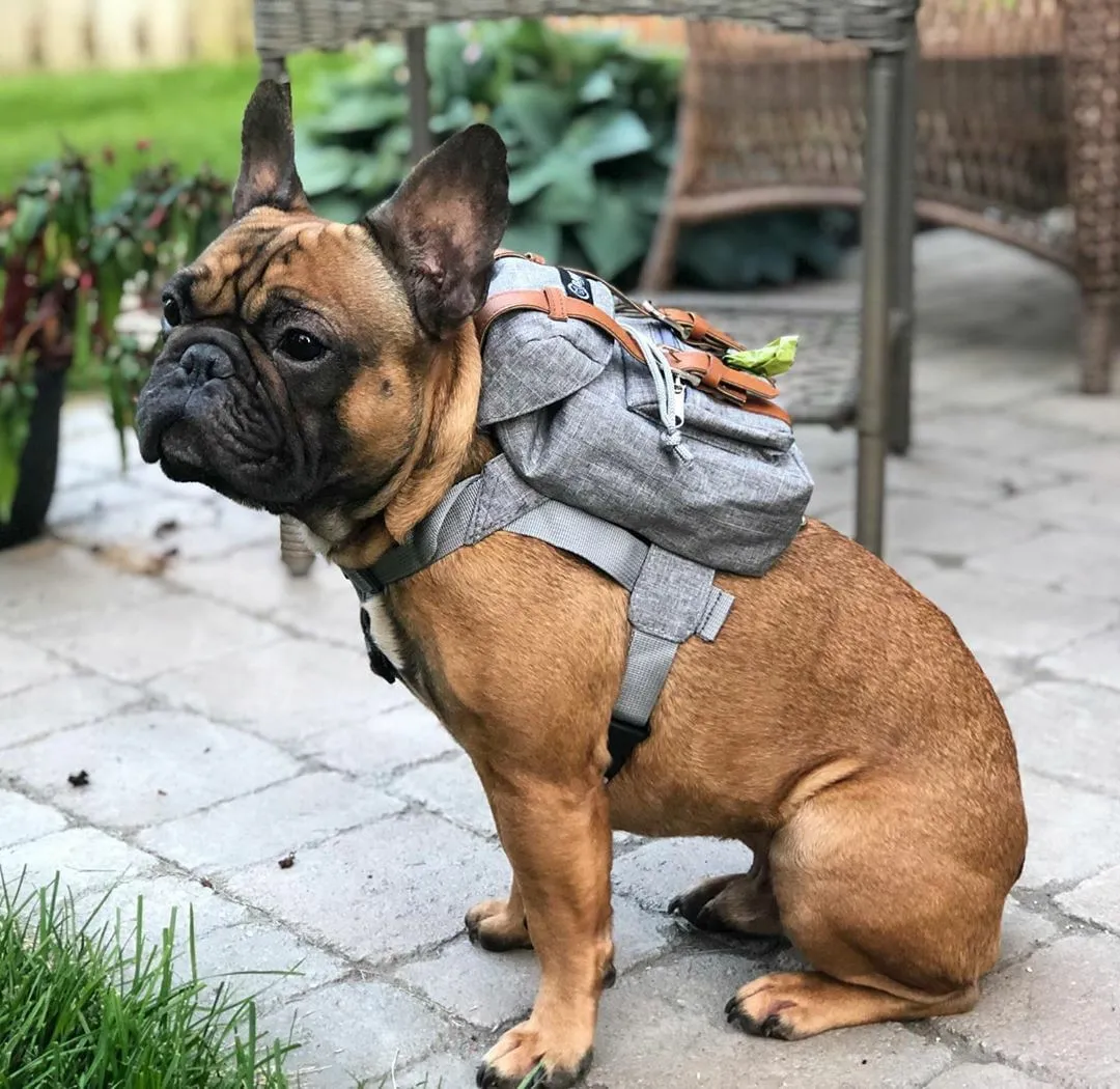 'OG' Grey Backpack (Final Sale)