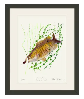 Smallmouth Bass Print