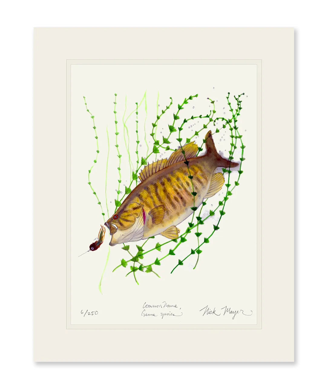 Smallmouth Bass Print